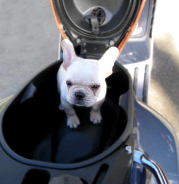 Modern Vespa What's in YOUR Pet Carrier?