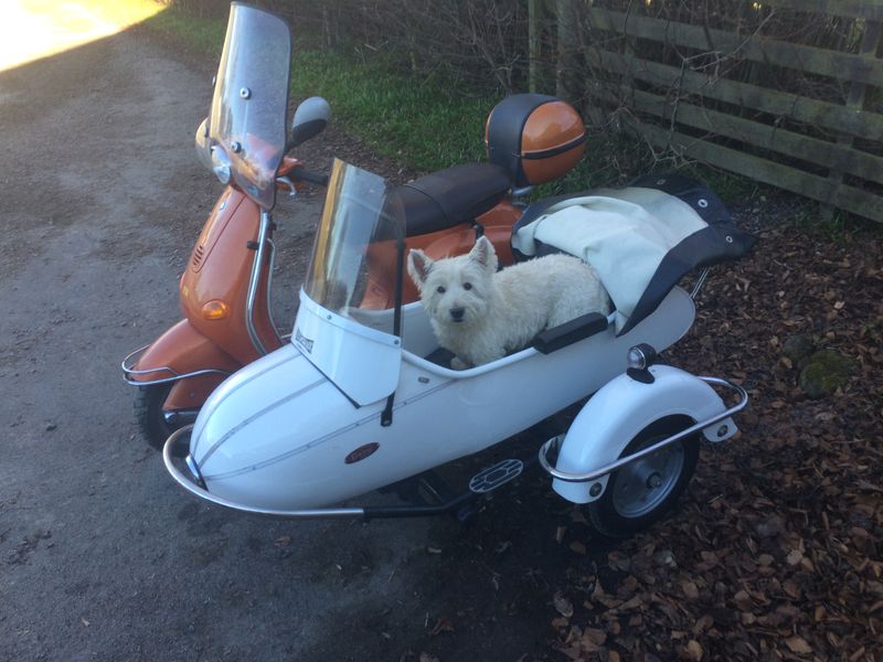 Modern Vespa Carrying Dog in Top Case...thoughts?