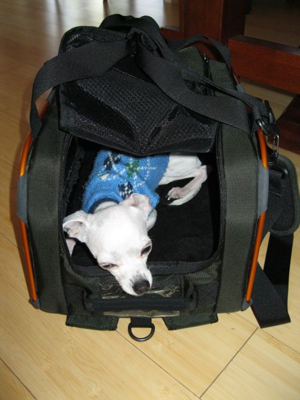 Modern Vespa Dog Carrier Suggestions Wanted