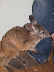 External inline image provided by member with no explanatory text