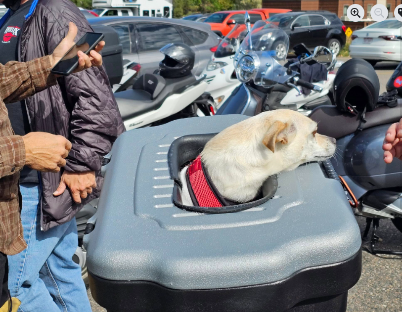 Forum member supplied image with no explanatory text