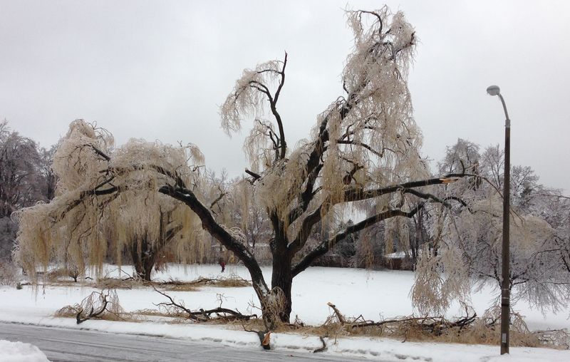 Poor willow tree ...