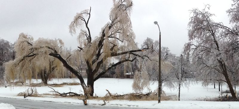 poor willow tree ...