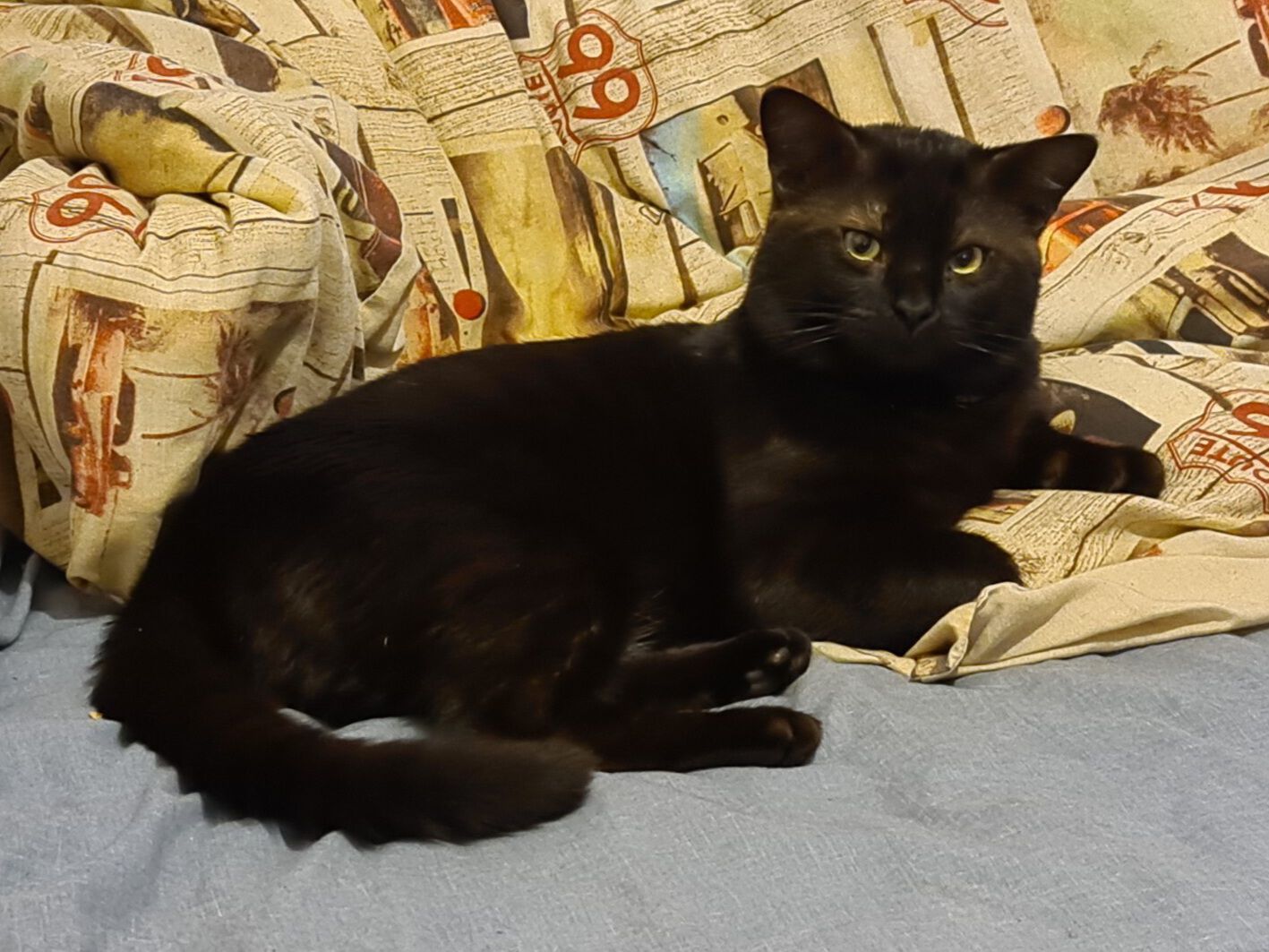 Forum member supplied image with no explanatory text