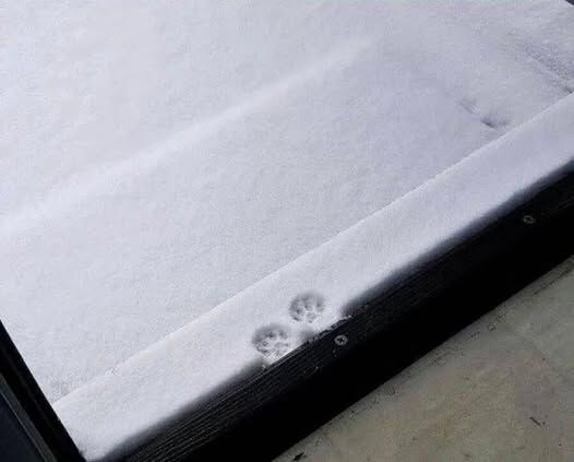 Forum member supplied image with no explanatory text