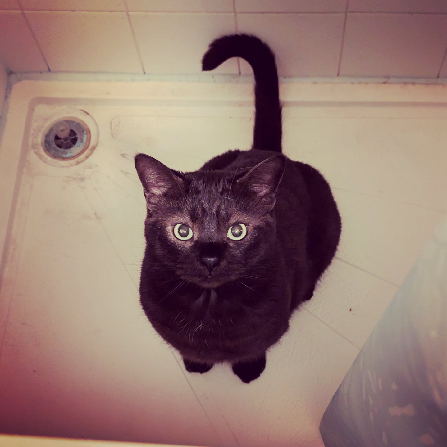 Forum member supplied image with no explanatory text