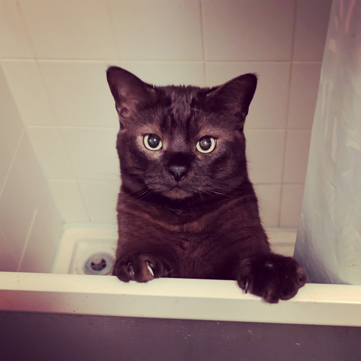 Forum member supplied image with no explanatory text