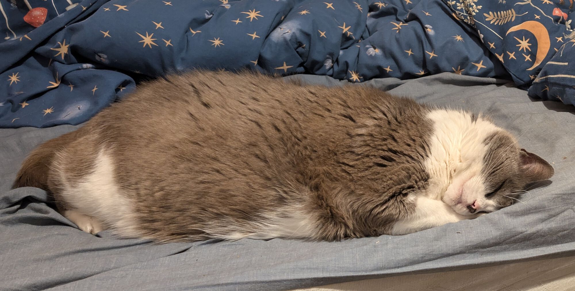 Forum member supplied image with no explanatory text