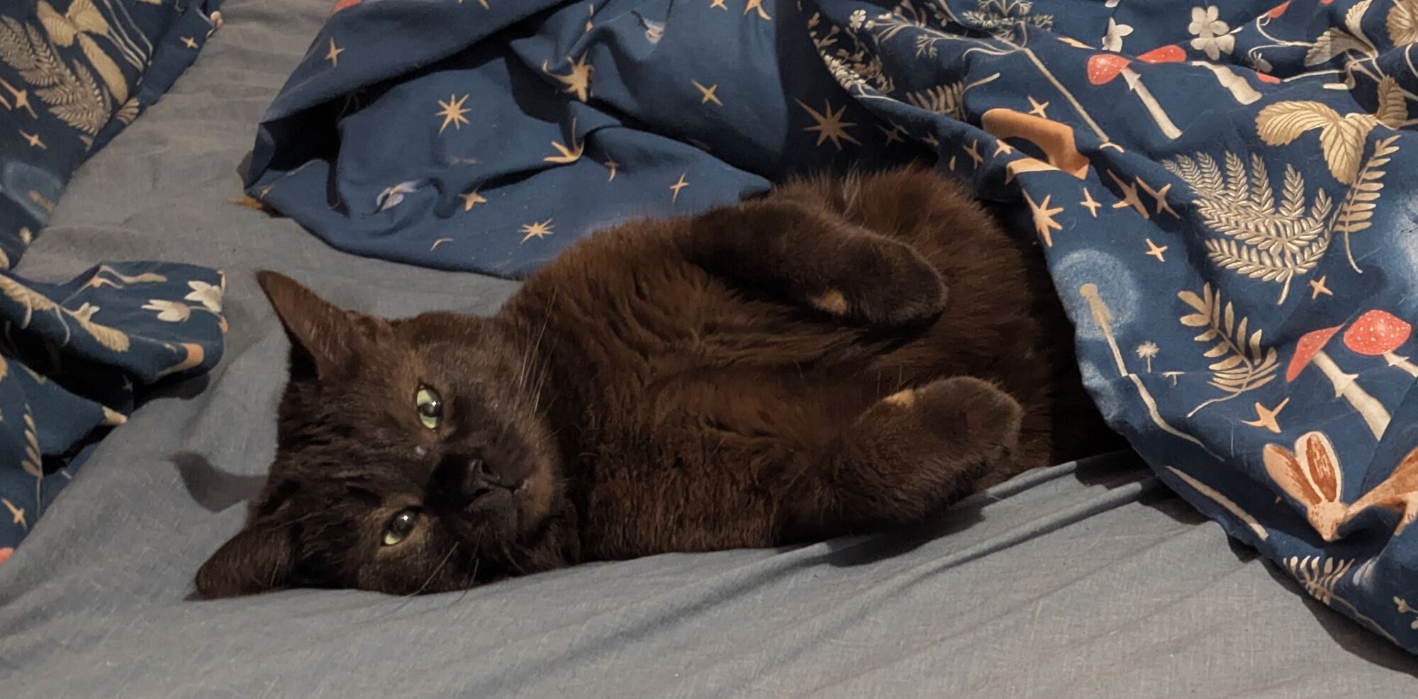 Forum member supplied image with no explanatory text