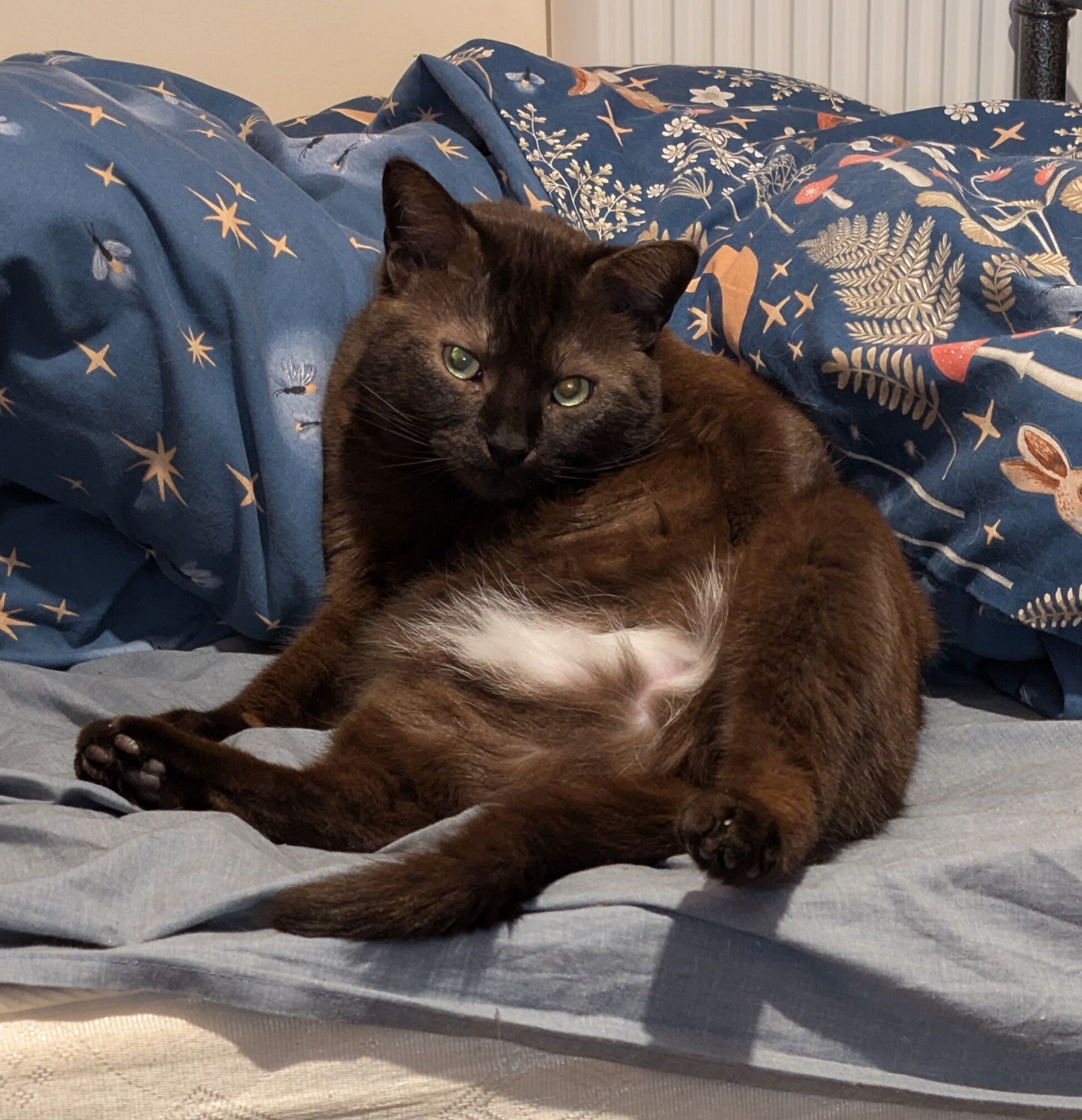 Forum member supplied image with no explanatory text