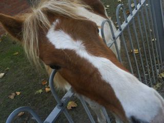 Forum member supplied image with no explanatory text