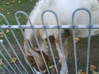 Forum member supplied image with no explanatory text