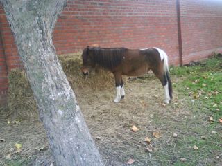 Forum member supplied image with no explanatory text