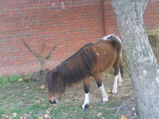 Forum member supplied image with no explanatory text