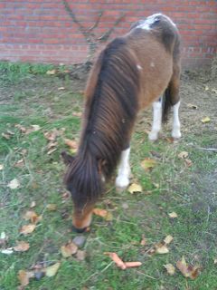 Forum member supplied image with no explanatory text