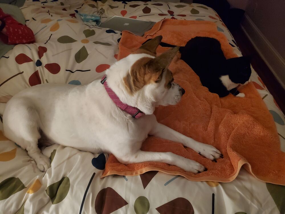 Pepper and Tapper: Usually this calm.