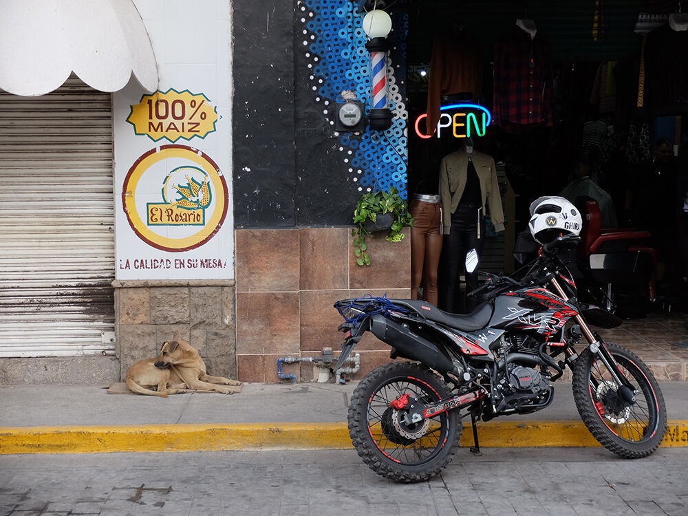 Doggo & Moto: Rider was in for a shave and haircut.