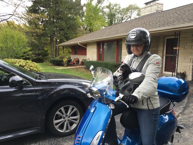 Have to include this photo with one of my two Papillons. This is Zero. I just had to take them each around the neighborhood. I thought he'd be scared but he loved it!