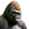 @andrej avatar