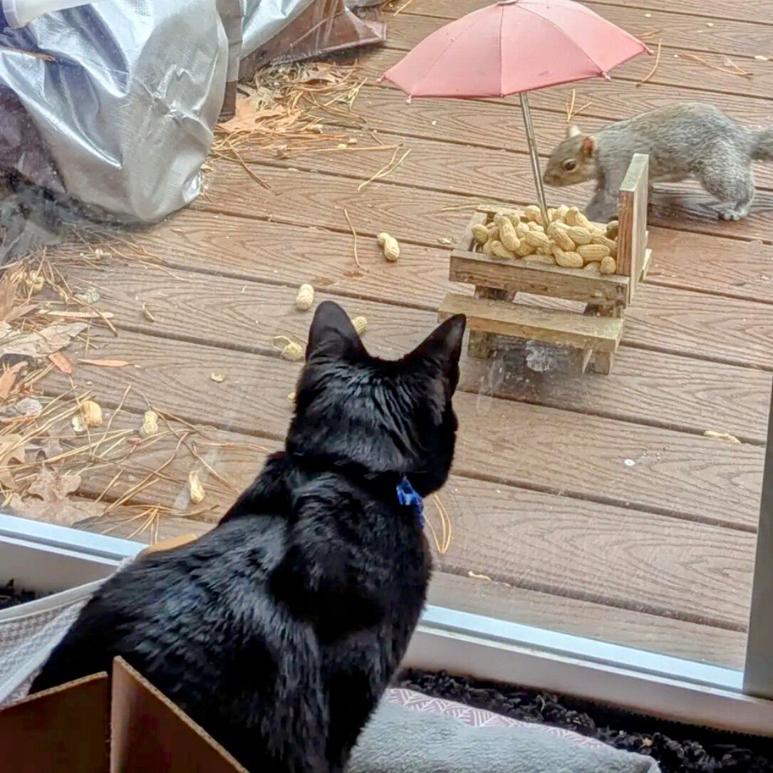 Forum member supplied image with no explanatory text