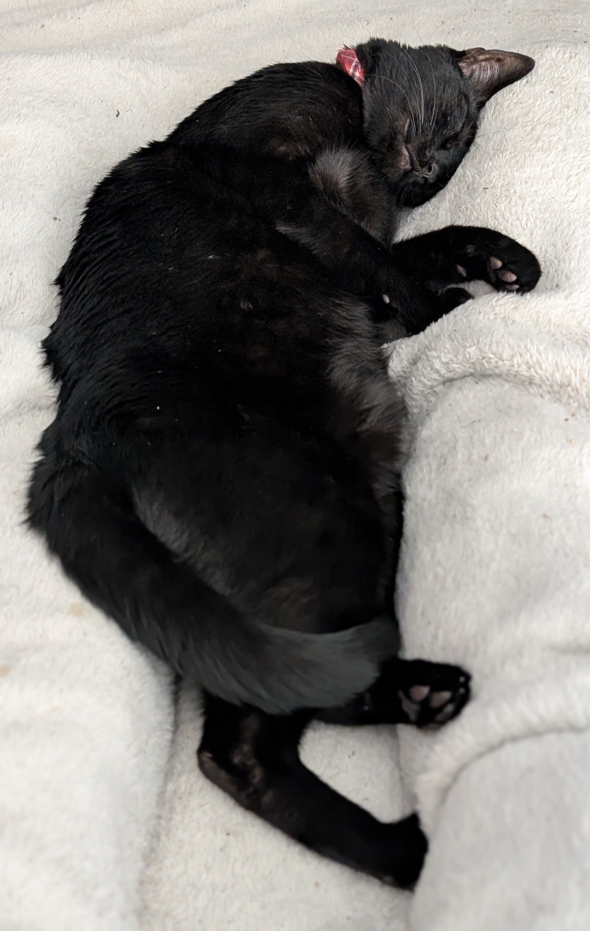 Forum member supplied image with no explanatory text