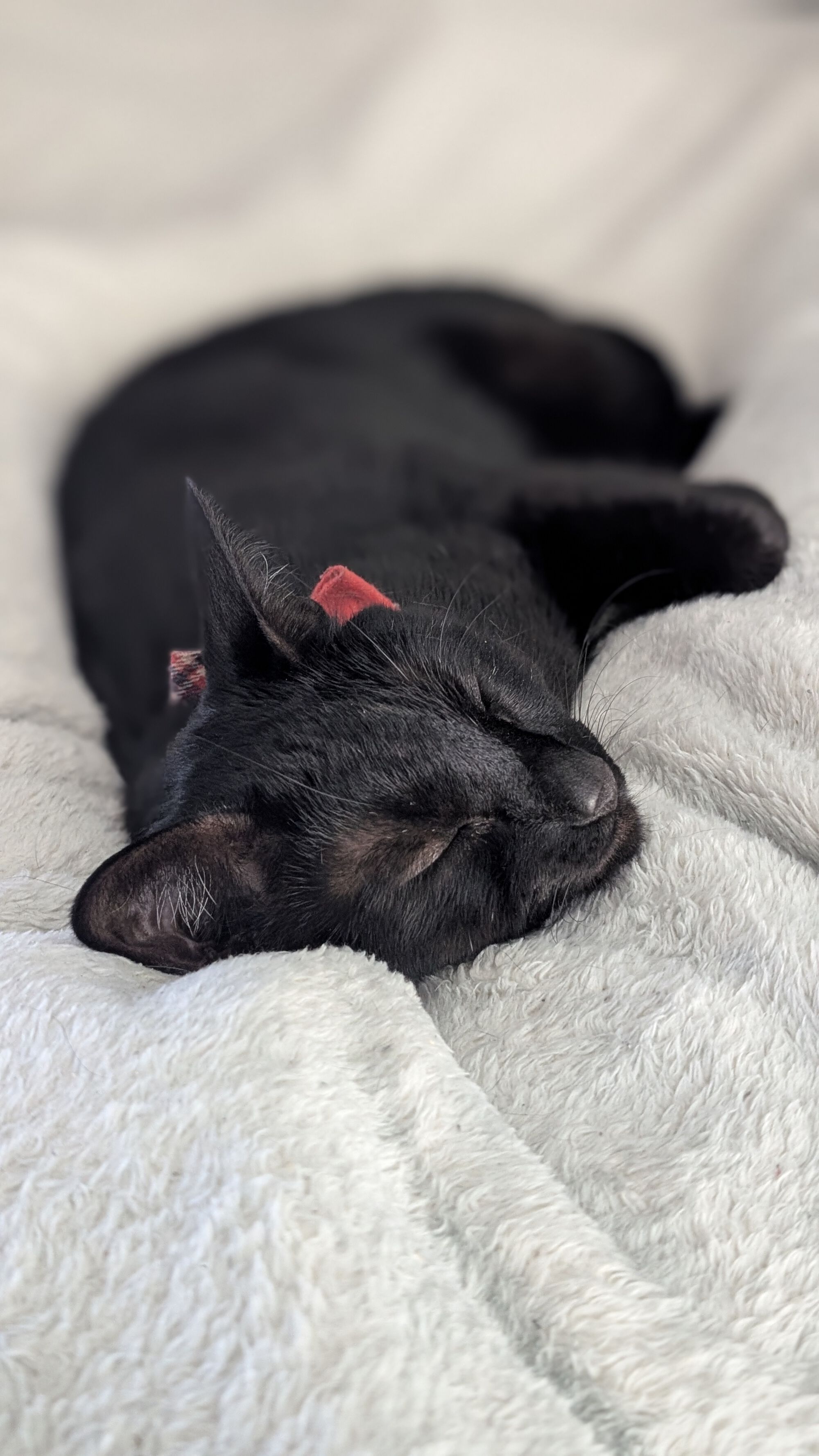 Forum member supplied image with no explanatory text