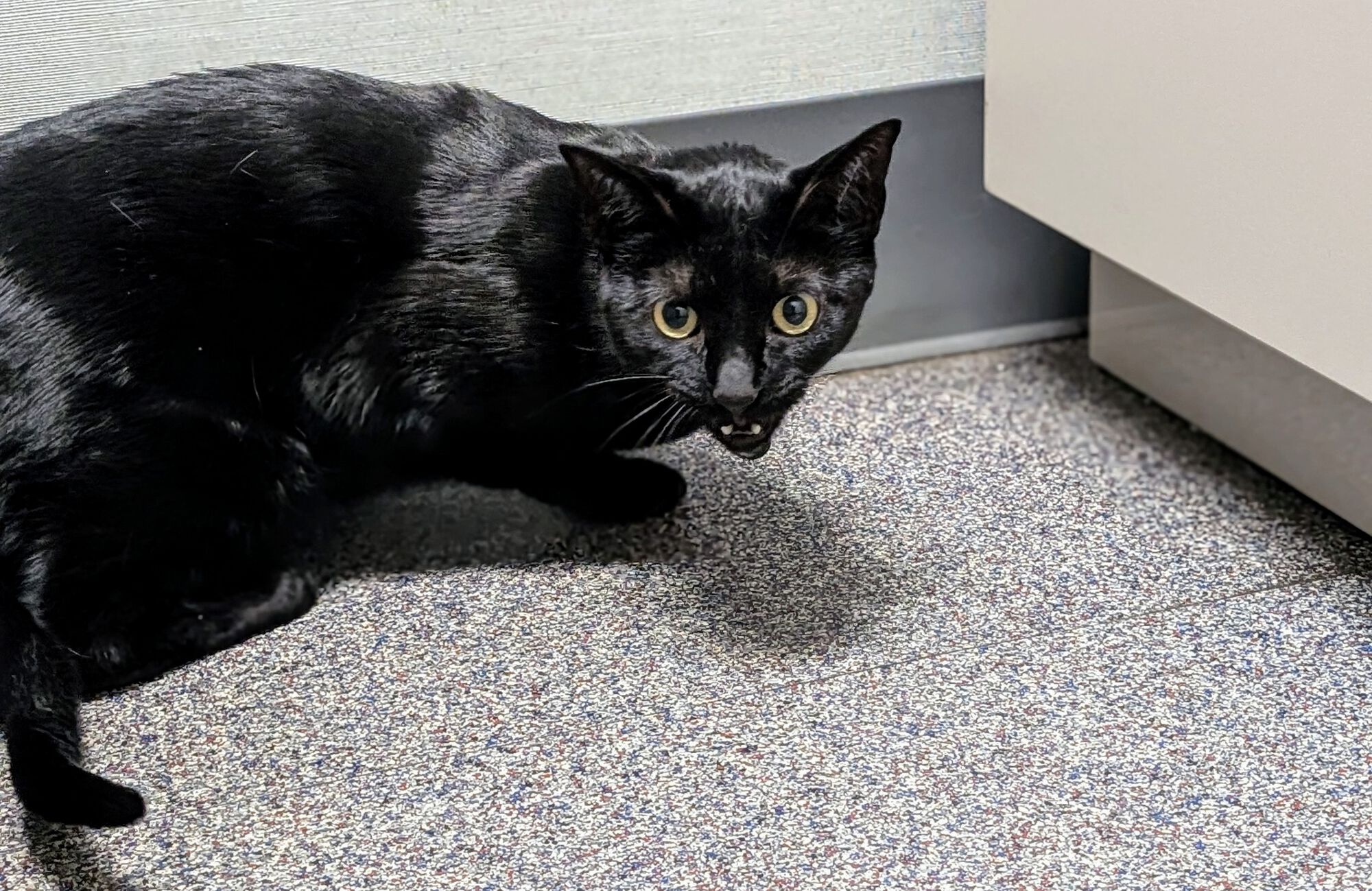 Forum member supplied image with no explanatory text