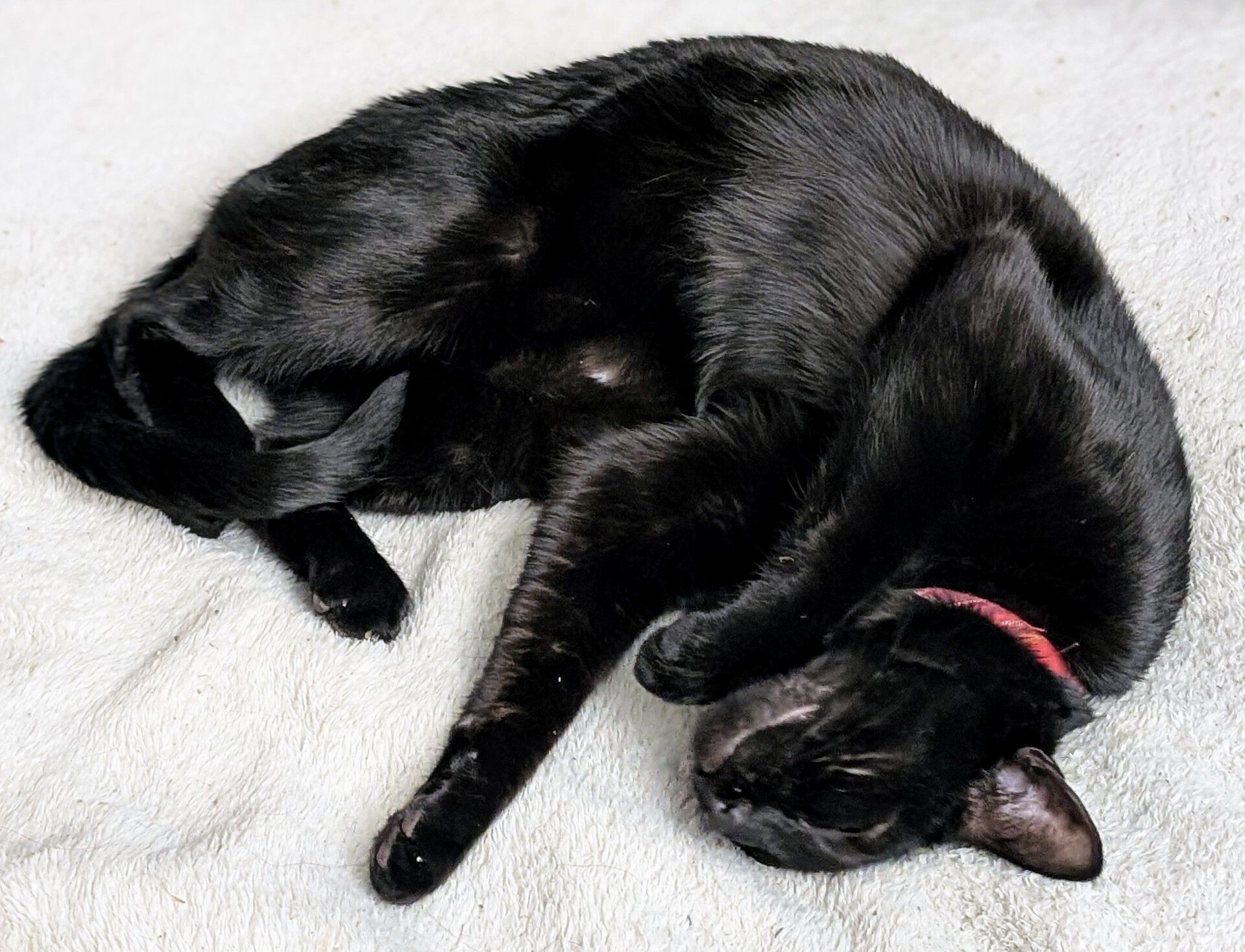 Forum member supplied image with no explanatory text