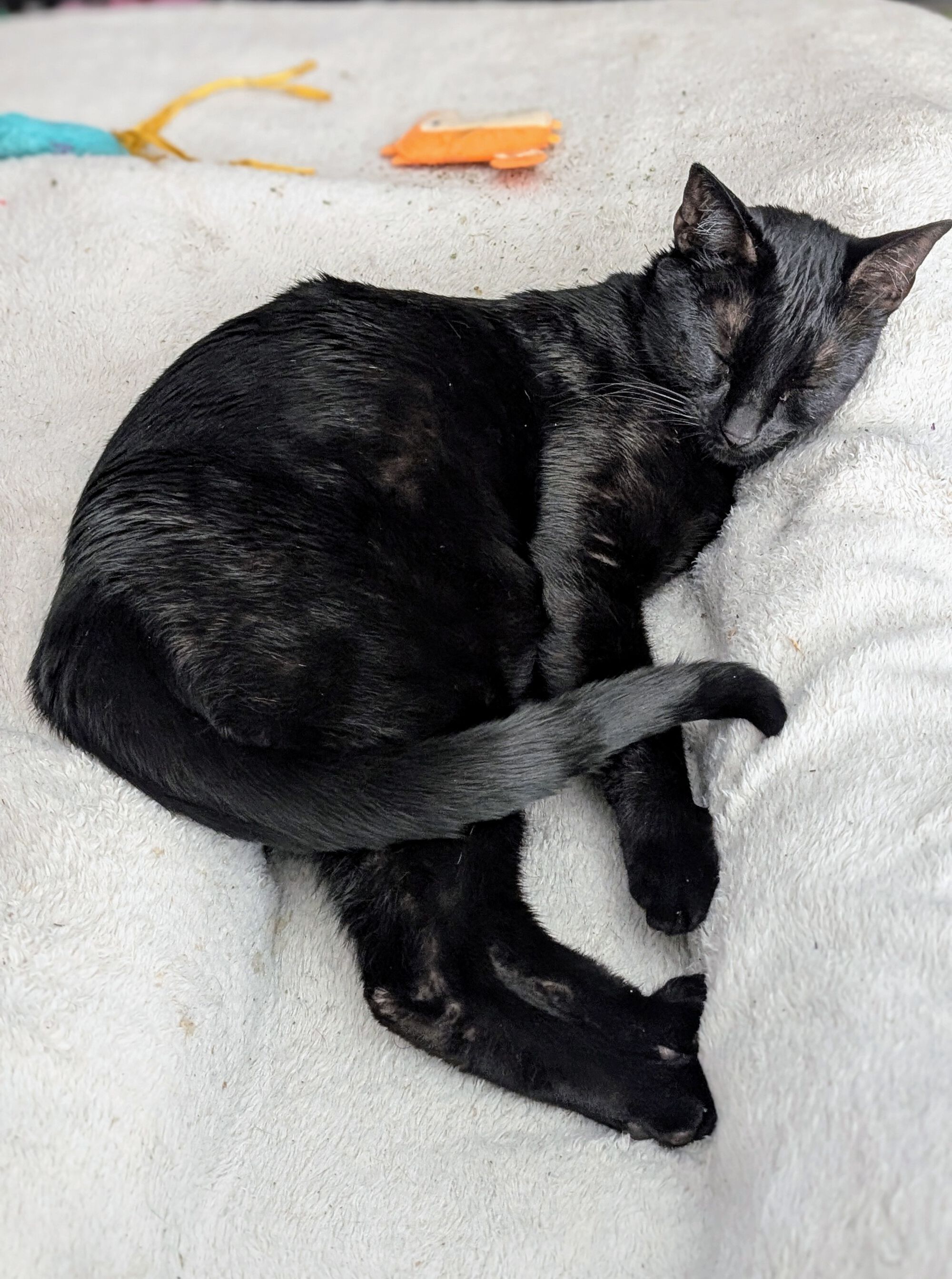 Forum member supplied image with no explanatory text