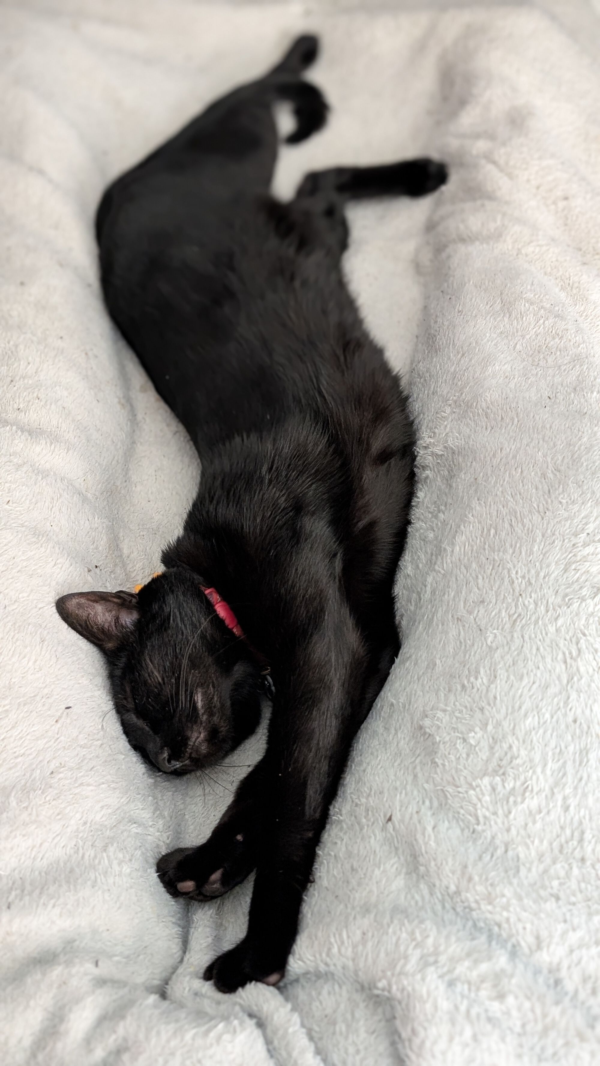 Forum member supplied image with no explanatory text