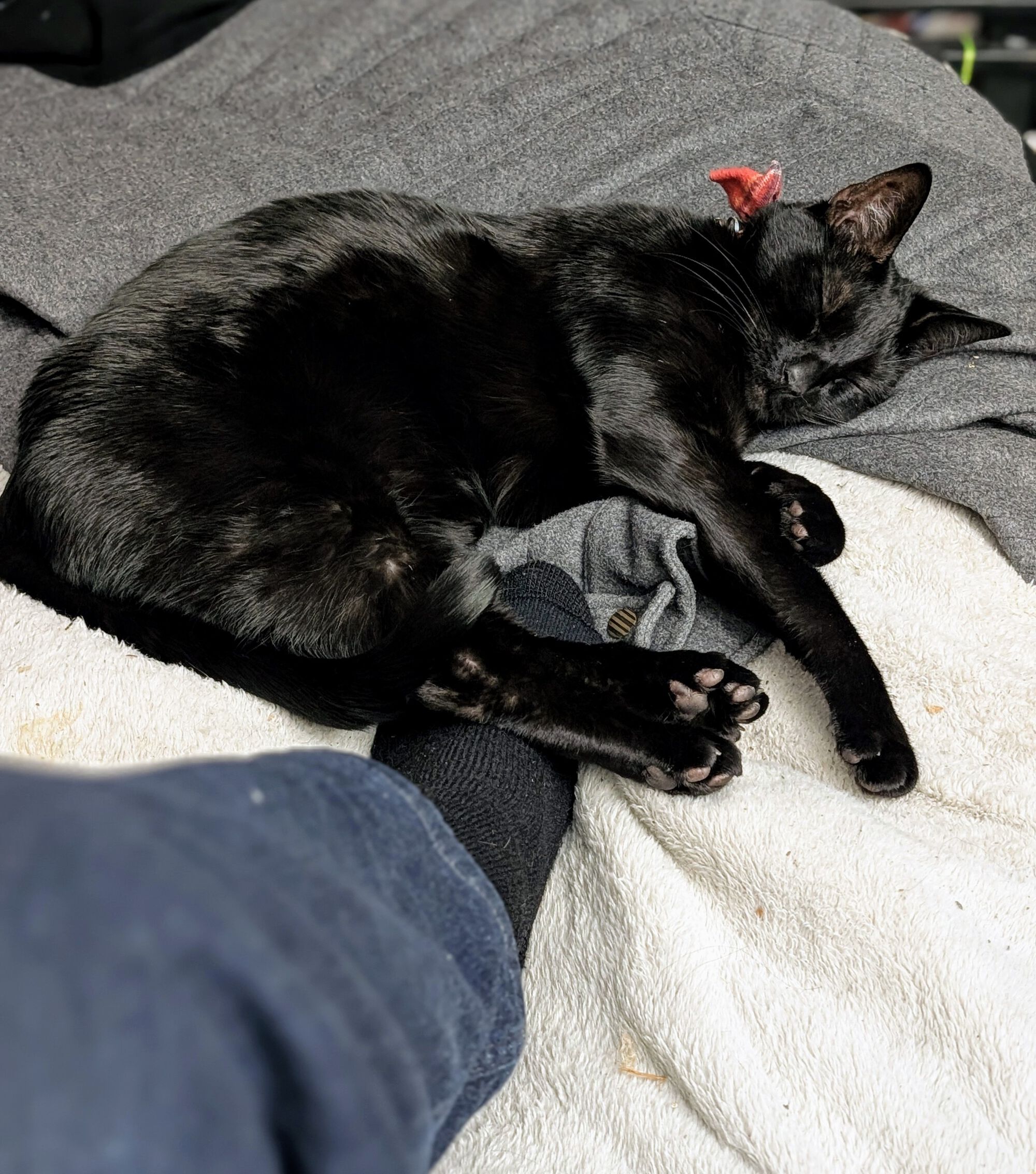 Forum member supplied image with no explanatory text