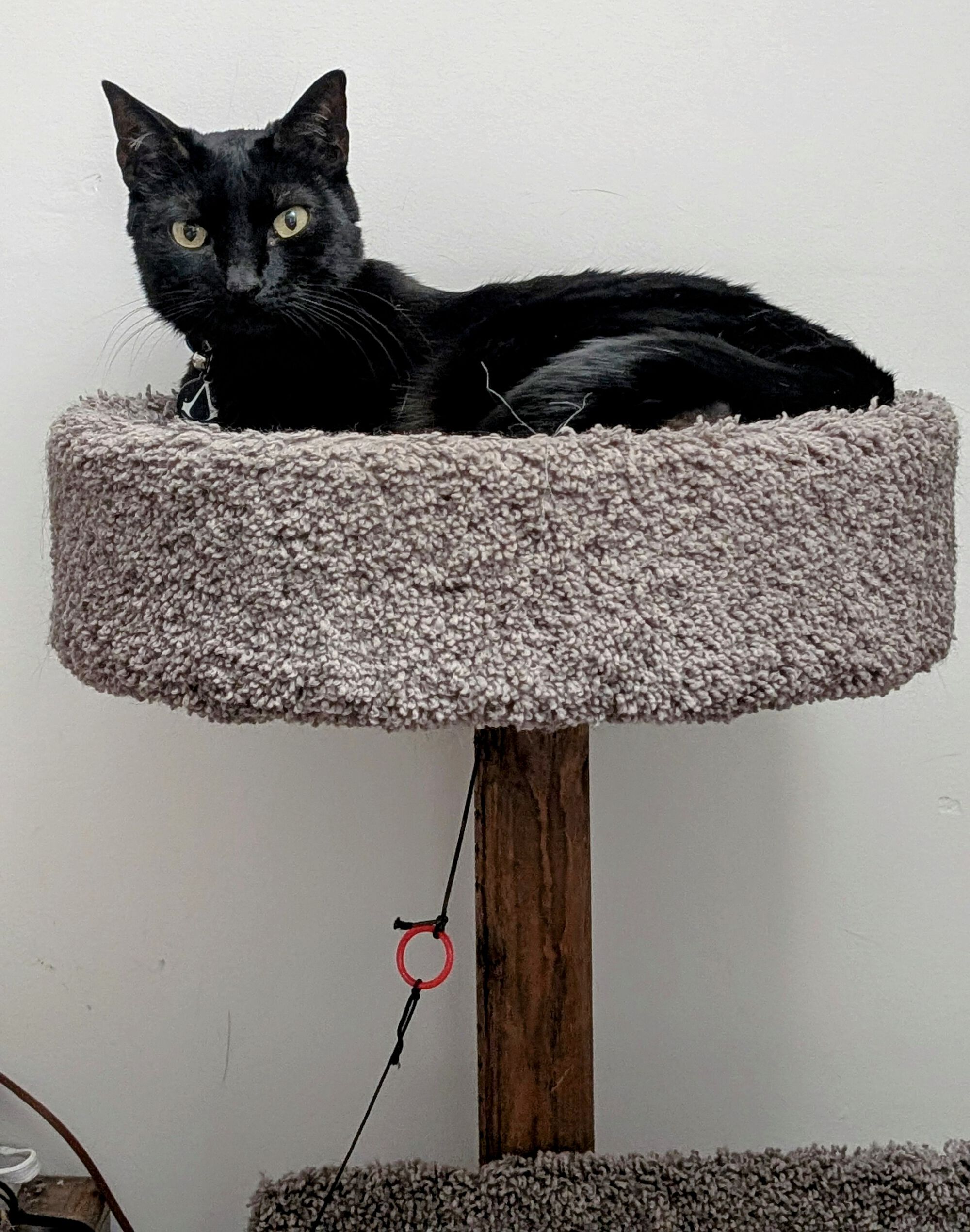 Forum member supplied image with no explanatory text