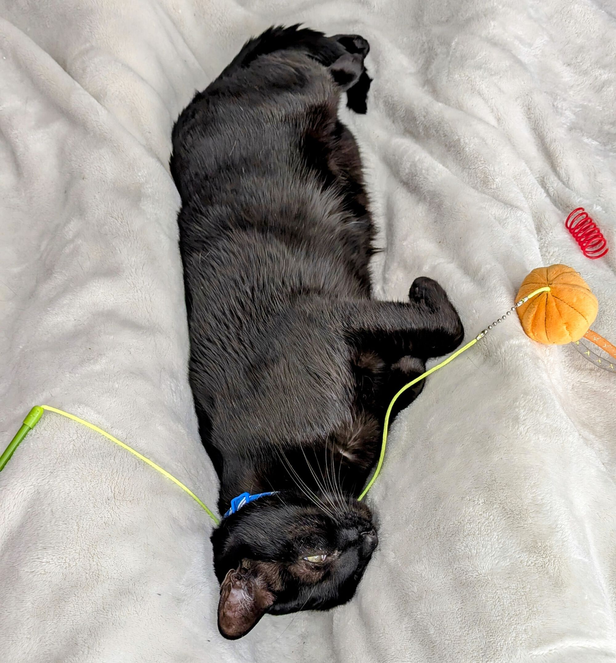 Forum member supplied image with no explanatory text