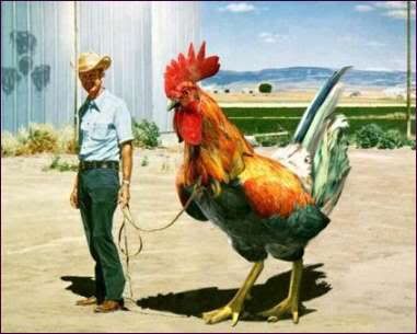 Man with pet cock.