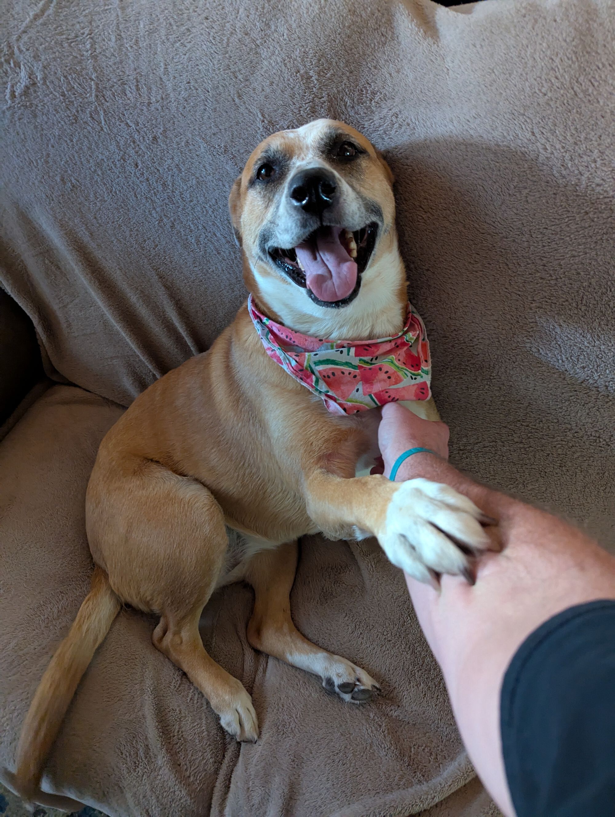 Nora. Boxer Shepherd mix. Very sweet but don't skimp on the walks.
