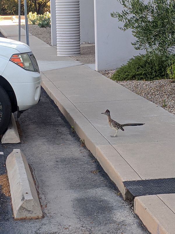 Random Roadrunner eyeing up my truck. Must've liked the white-letter tires...