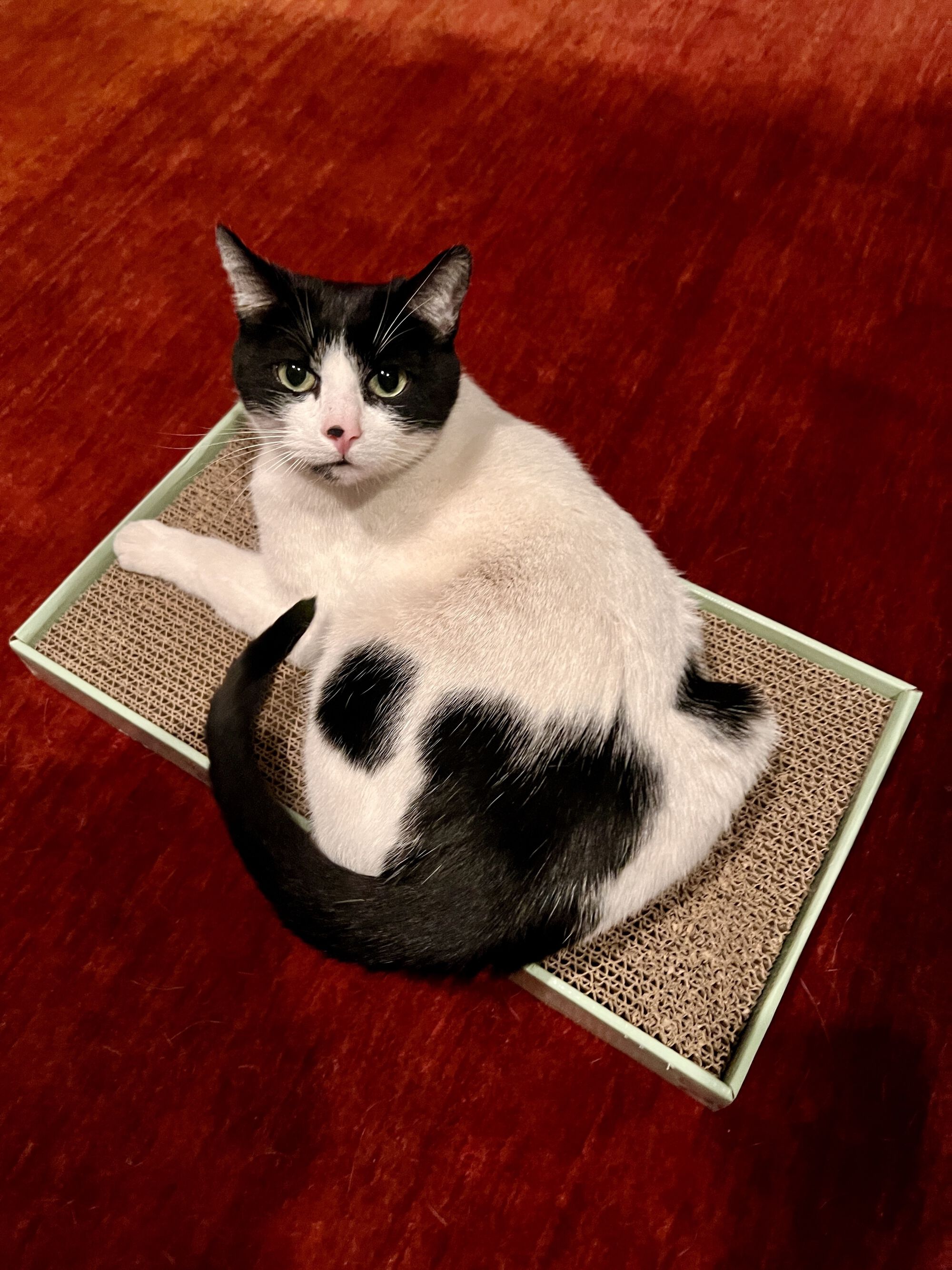 Domino is a super sweet girl who looks like a domino tile with one spot on each side of her backside.