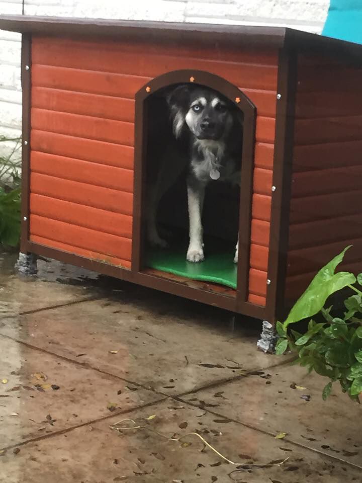 The one and only time she ever used her dog house.