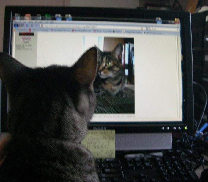 Forum member supplied image with no explanatory text