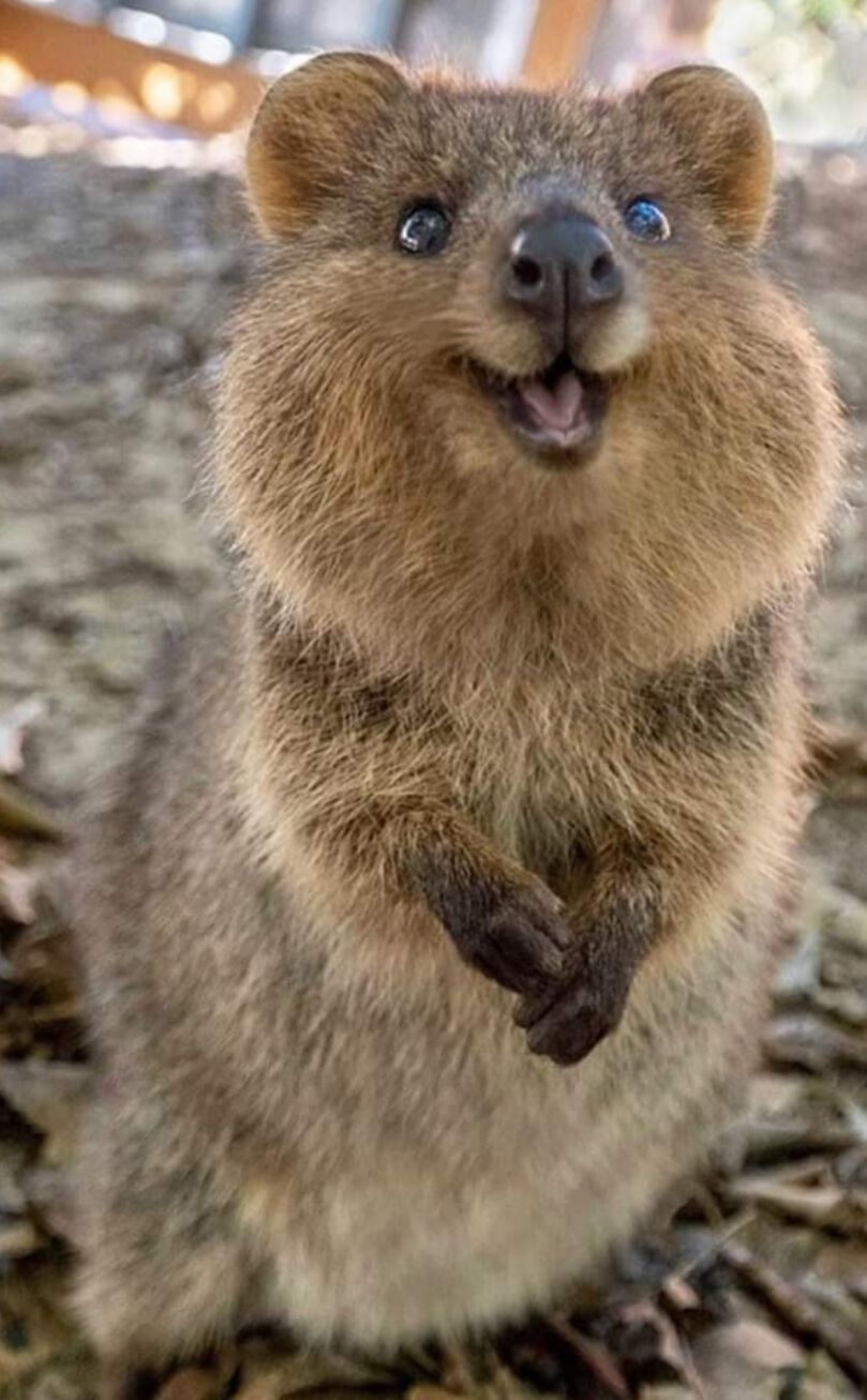 Forum member supplied image with no explanatory text