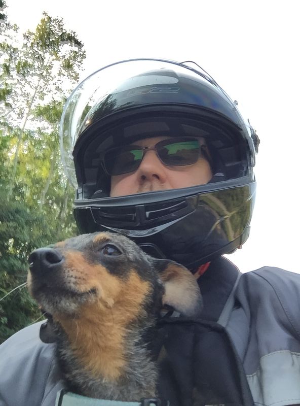 Modern Vespa Dog carrier