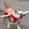 @bulldog89 avatar