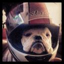 @bulldog98 avatar