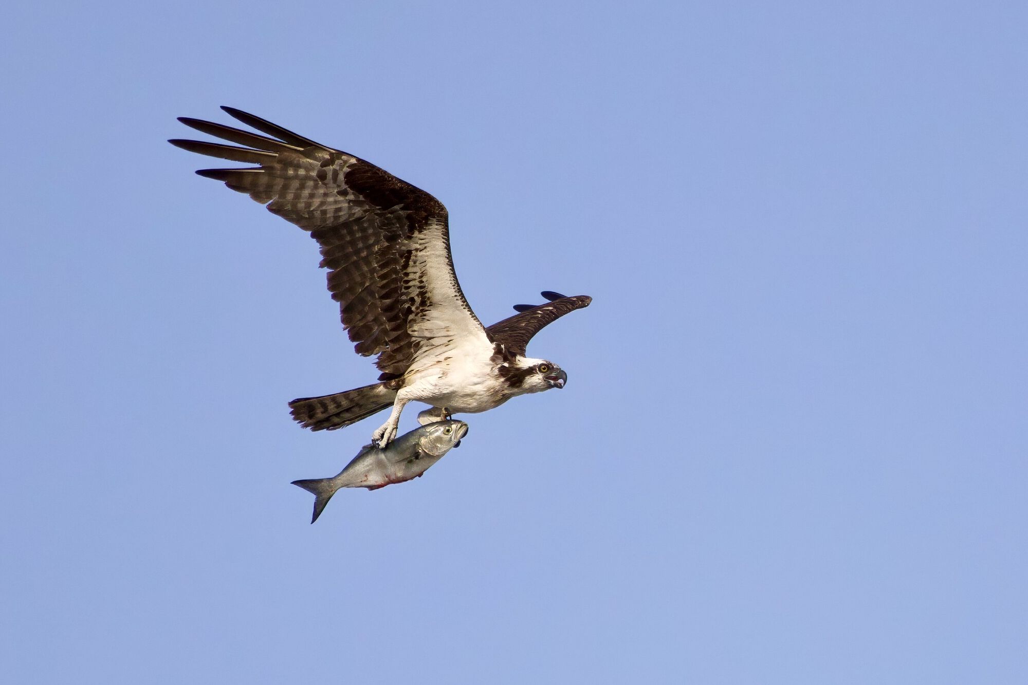 Forum member supplied image with no explanatory text