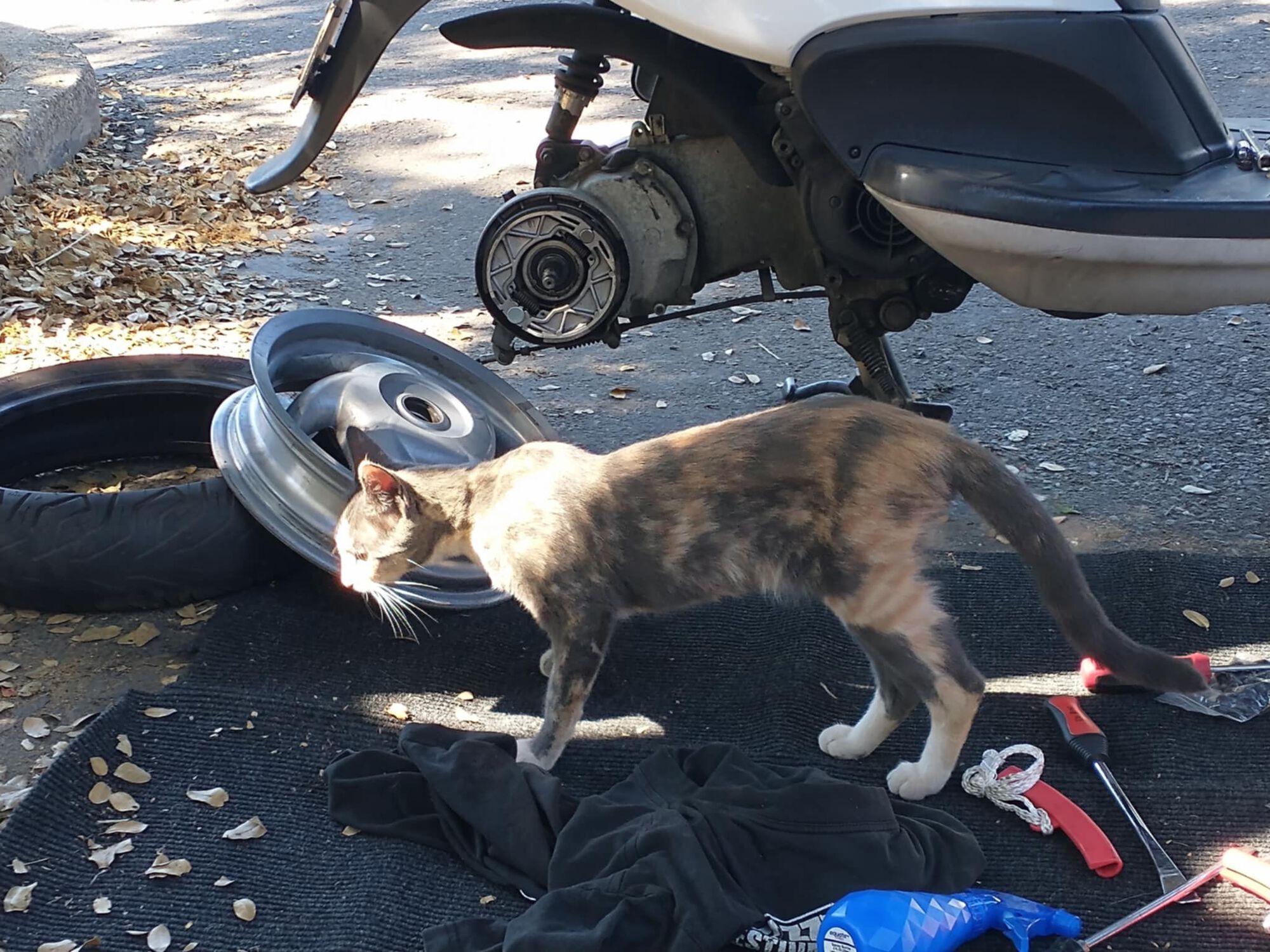 Forum member supplied image with no explanatory text