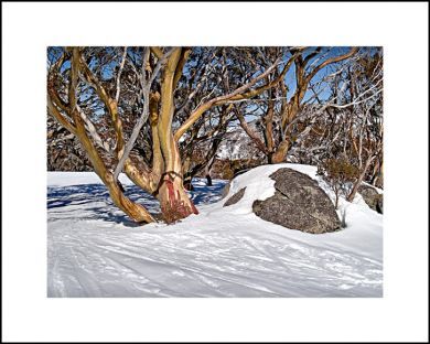 Forum member supplied image with no explanatory text