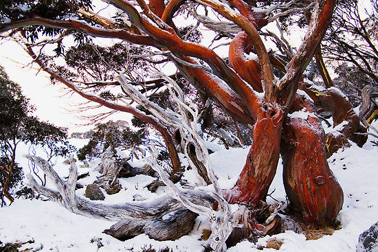 Forum member supplied image with no explanatory text