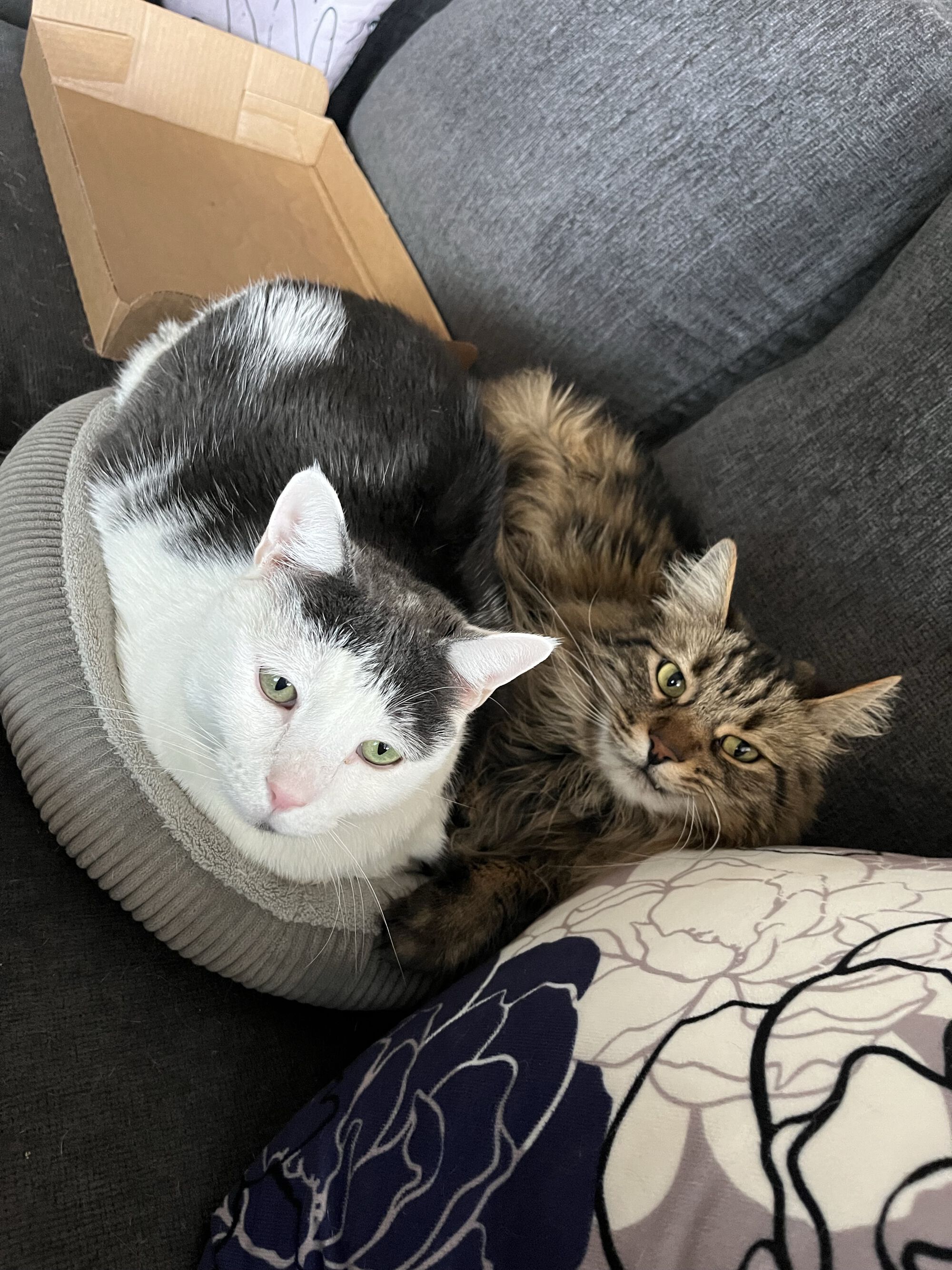 These two are like an old married couple. Always getting on the others nerves. 😂 It was chilly yesterday, so sharing a bed was good for staying toasty warm.