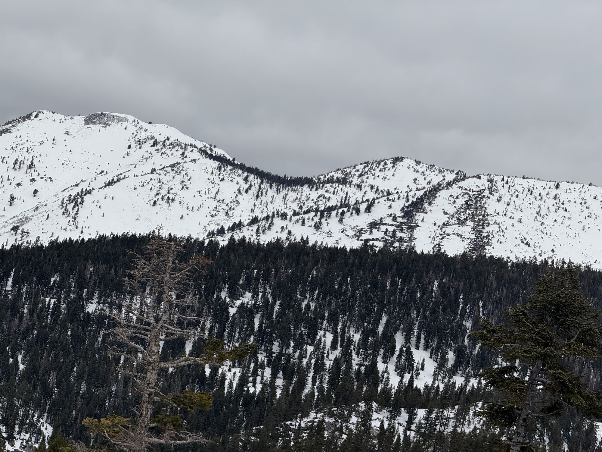 Forum member supplied image with no explanatory text