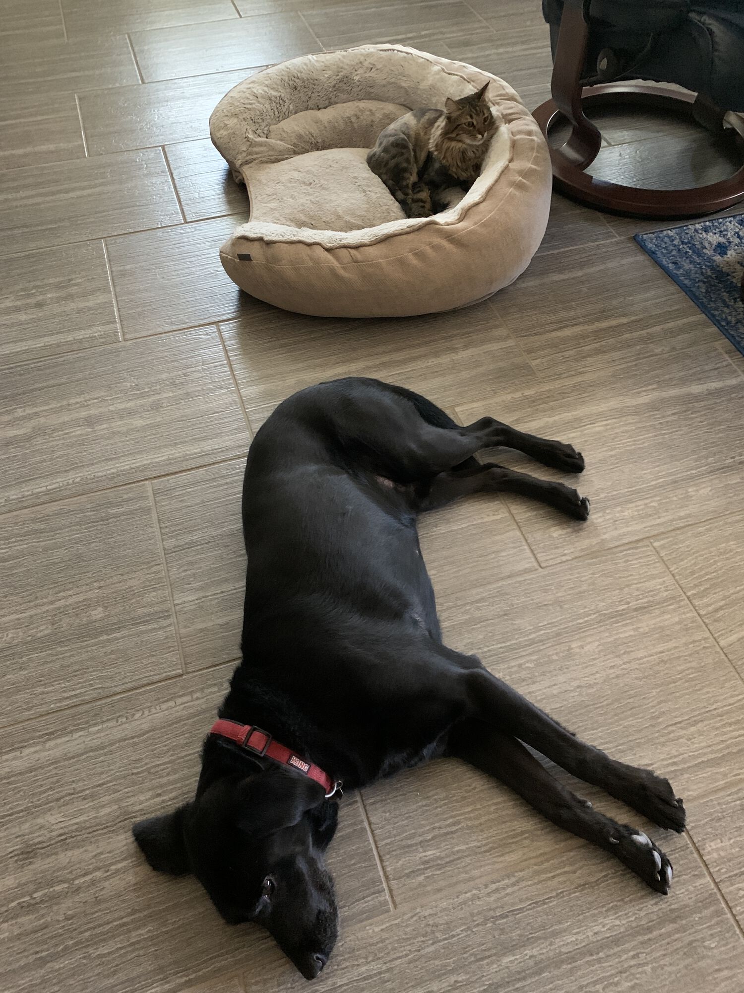 I had to teach the dog that it was ok to reclaim his bed. Now he'll just climb in and lay down. If the kitty doesn't vacate, he ends up a pancake. 😂